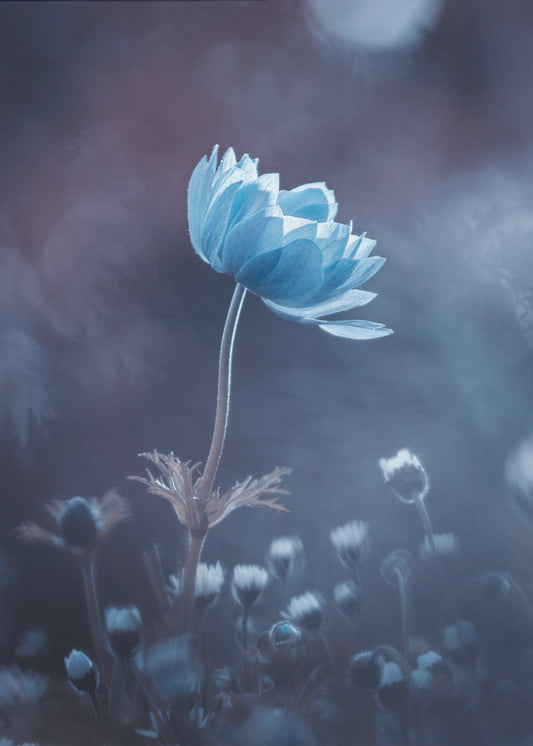 A short story of flower | Canvas
