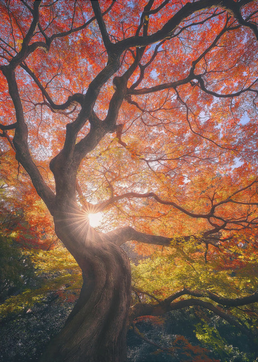 Der japanische Baum | Poster