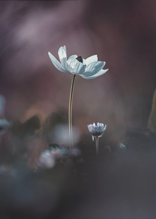 Elles, mes fleurs, émoi | Leinwand
