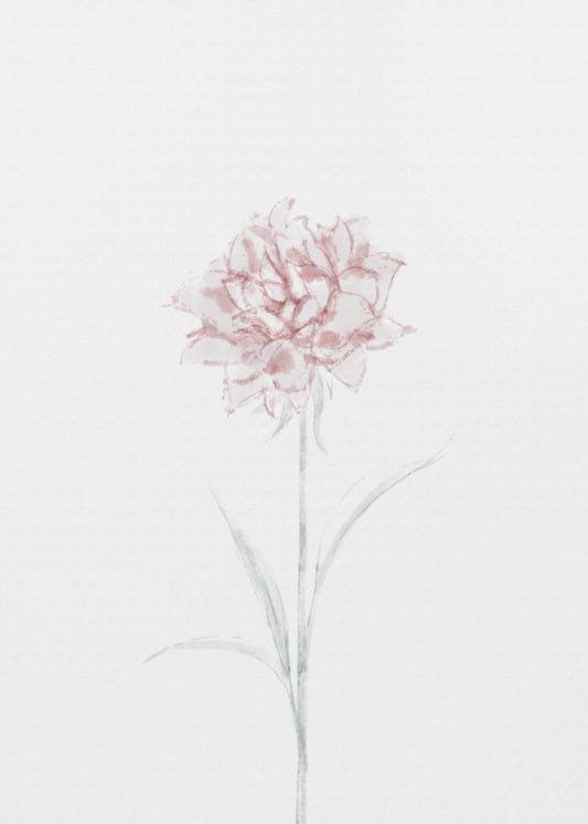 Pfingstrose 02 | Poster