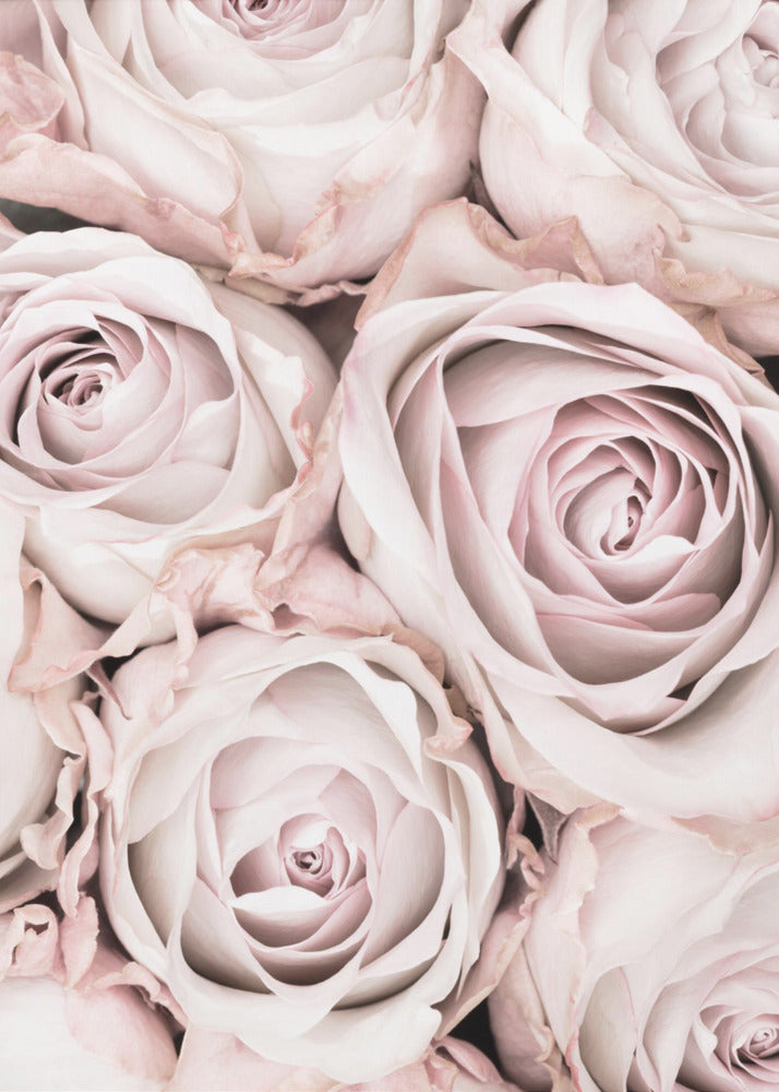 Rosa Rosen Nr. 01 | Leinwand