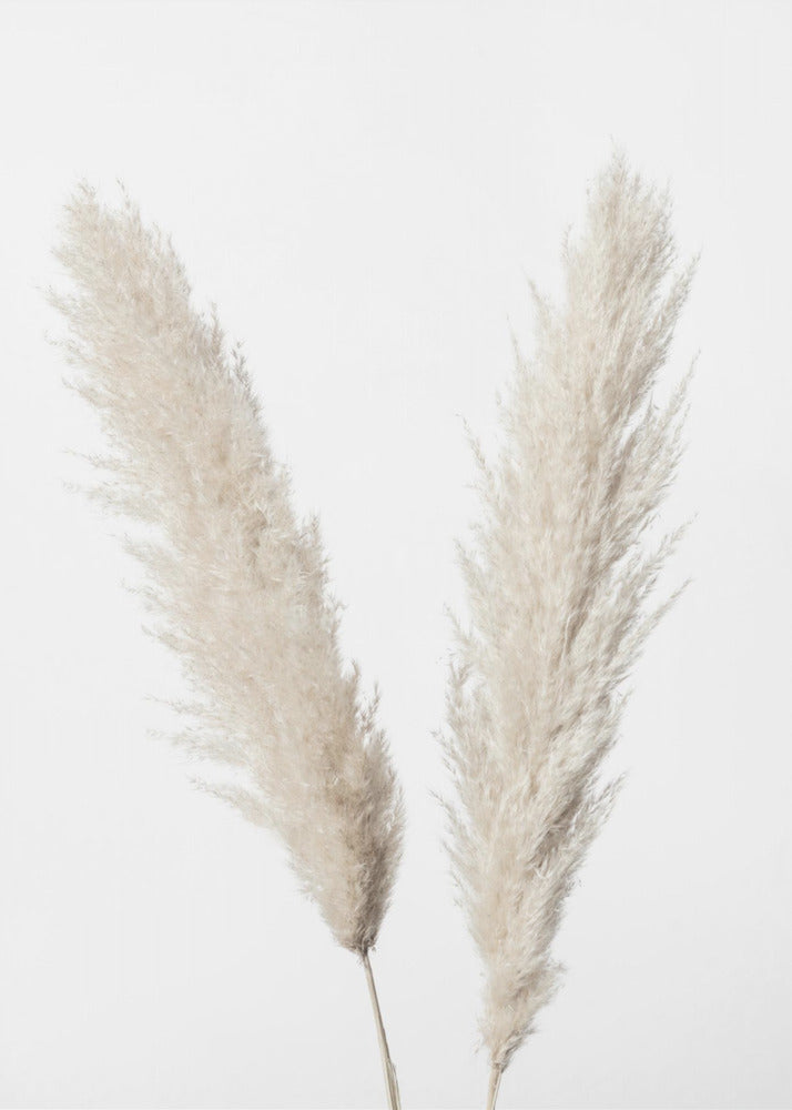 Pampas Weiß | Leinwand