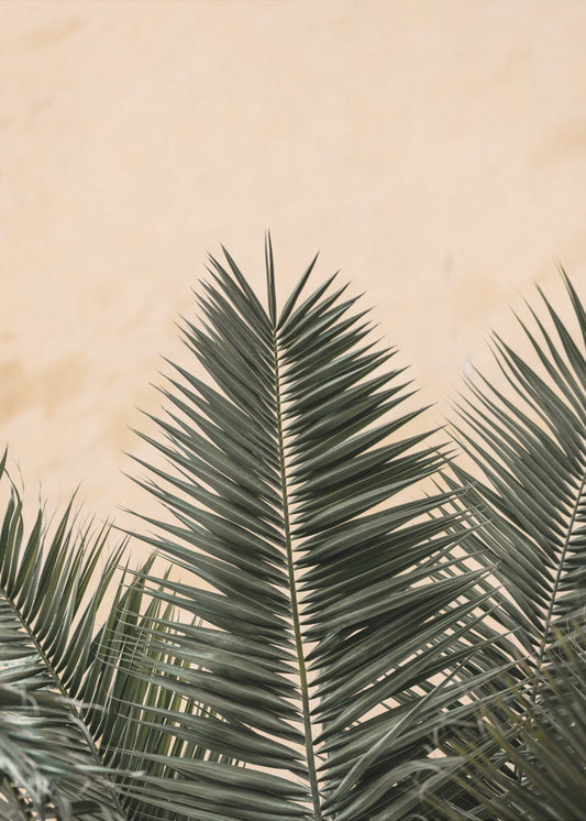 Palm leaves and wall_1 | Canvas