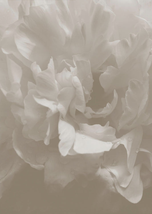 Peony_9 | Poster