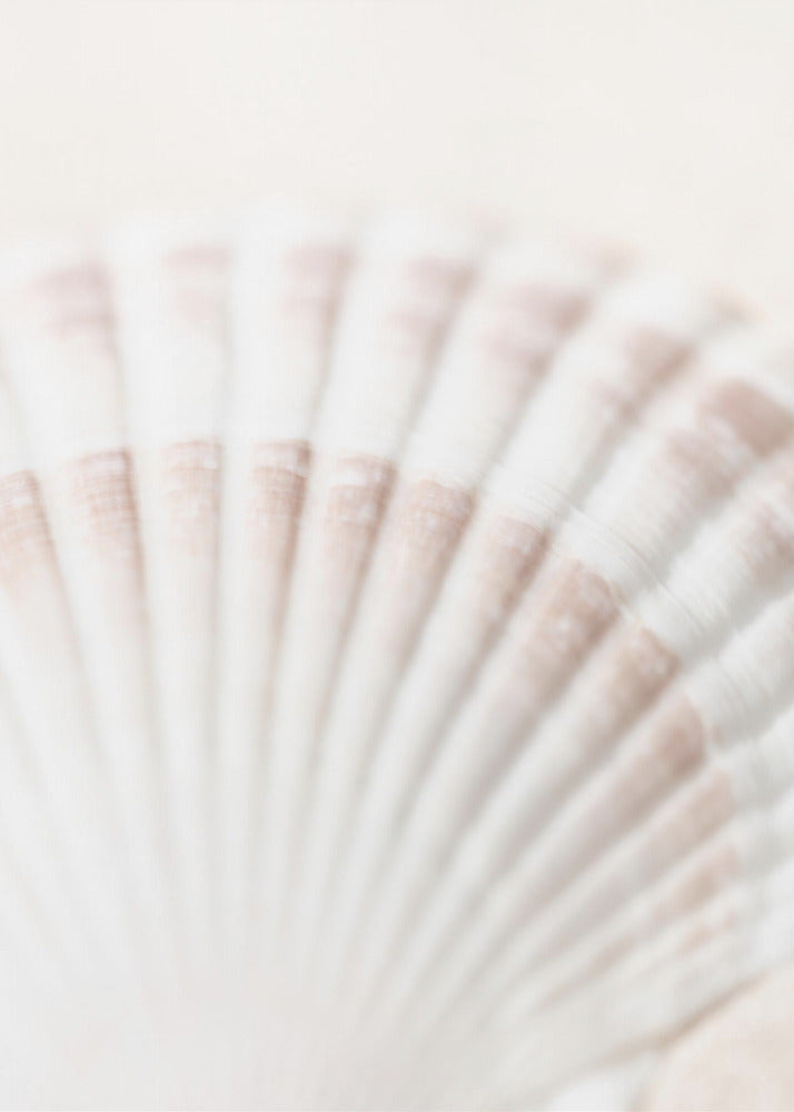 Shell | Poster