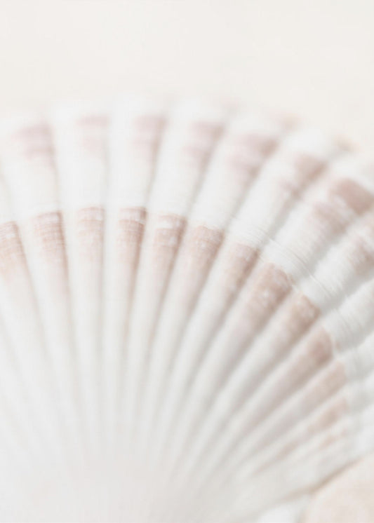 Shell | Poster