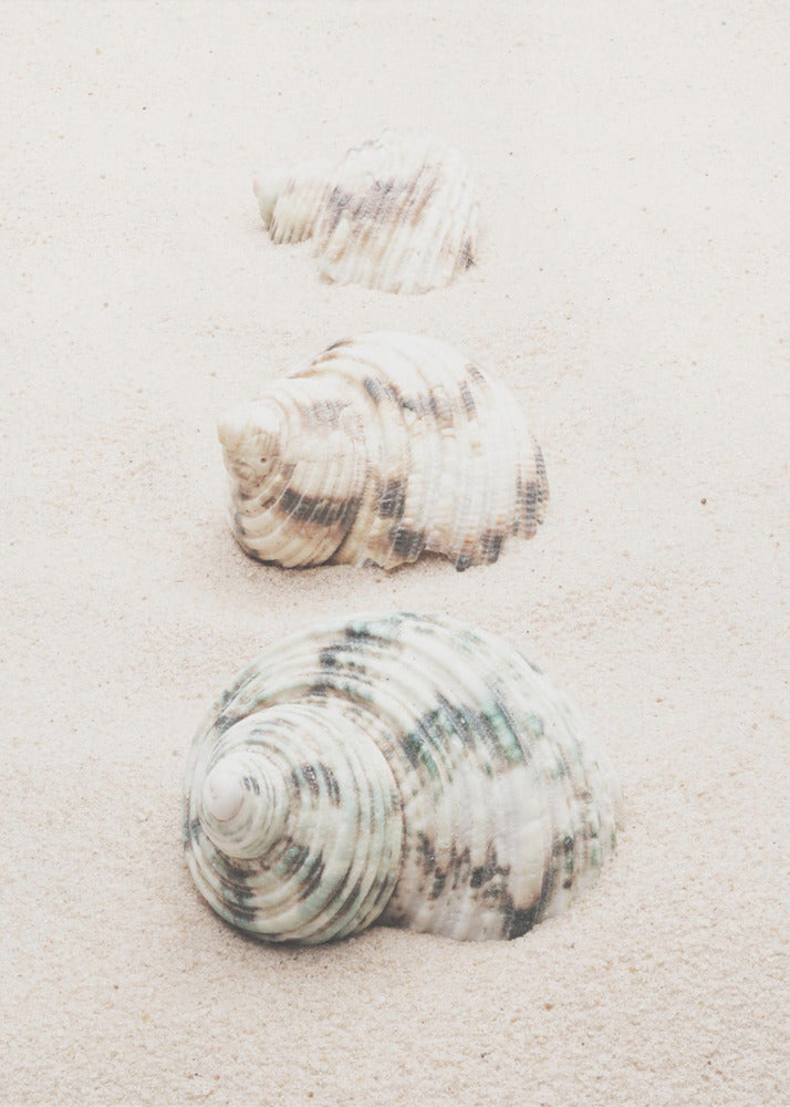 Muscheln | Poster