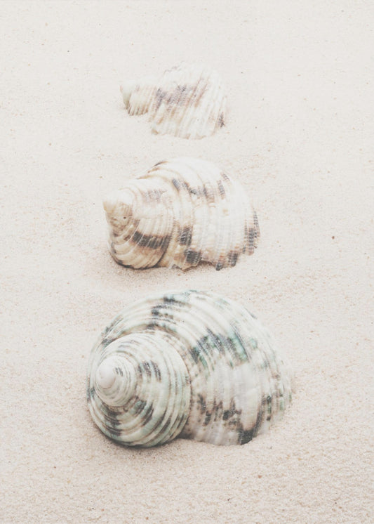 Muscheln | Poster
