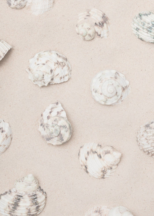 Muscheln_2 | Leinwand