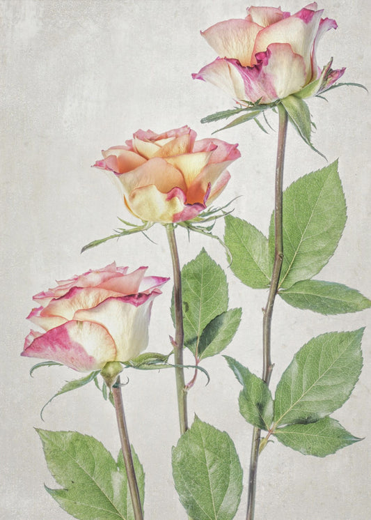 Rosen | Leinwand