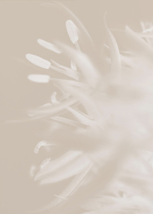 Blume Beige_1 | Leinwand