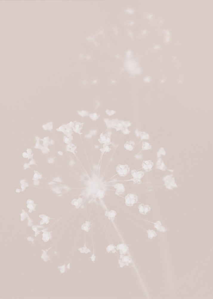 Getrocknete Blume Rosa | Leinwand