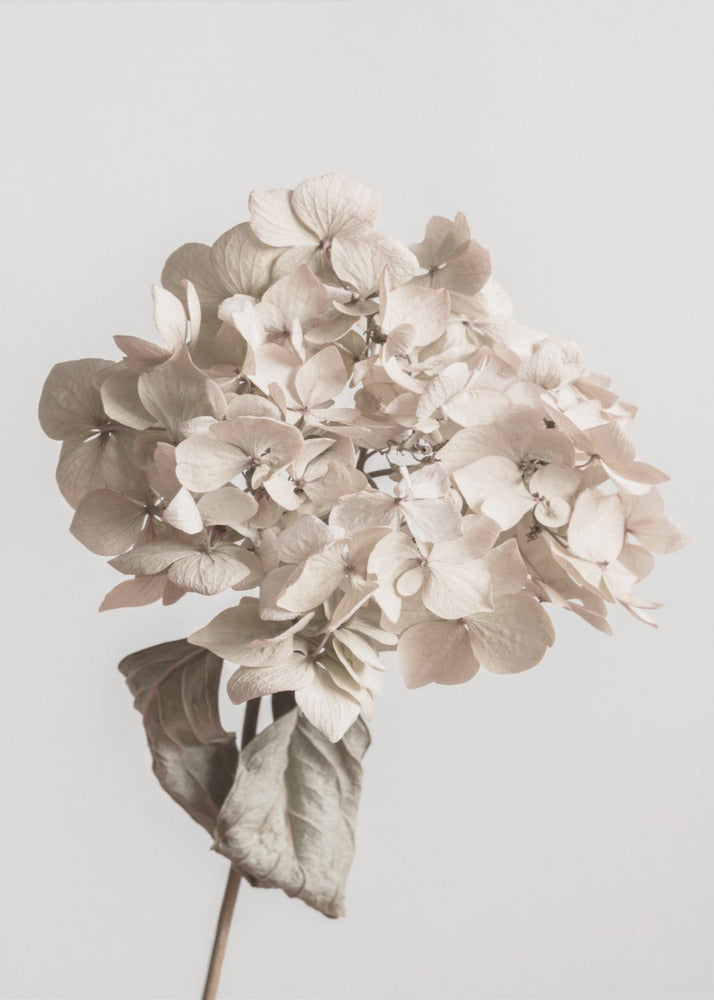 Beige getrocknete Blume | Leinwand