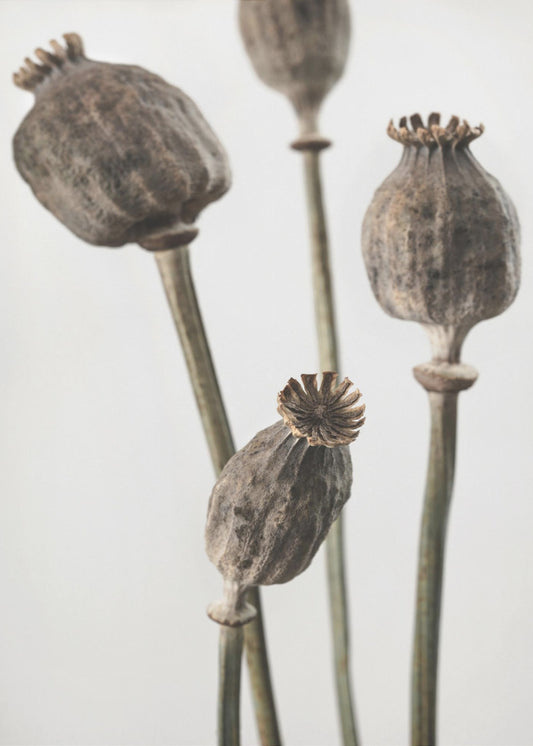 Dried_006 | Canvas