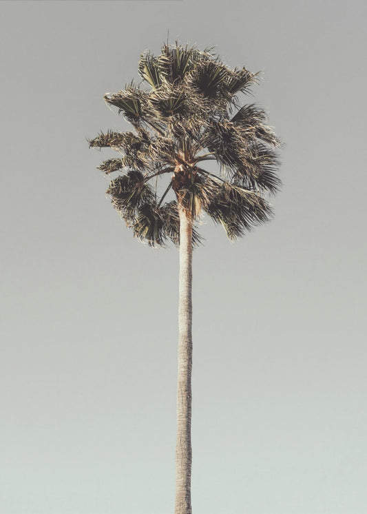 Palme_001 | Leinwand