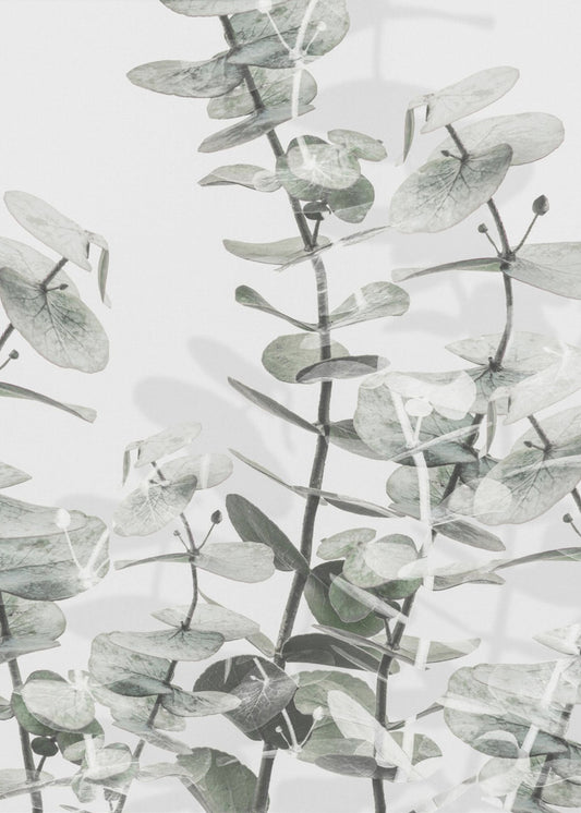 Eukalyptus_001 | Poster