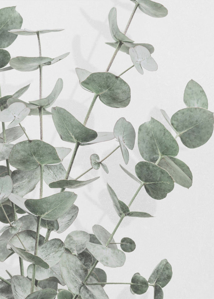 Eukalyptus_003 | Poster