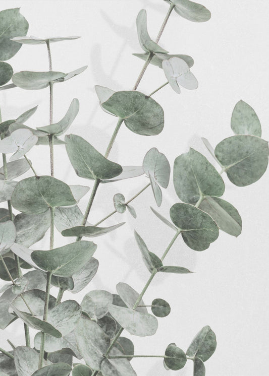 Eukalyptus_003 | Poster