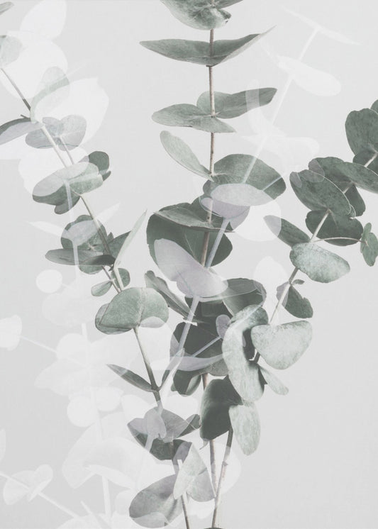 Eukalyptus_002 | Poster