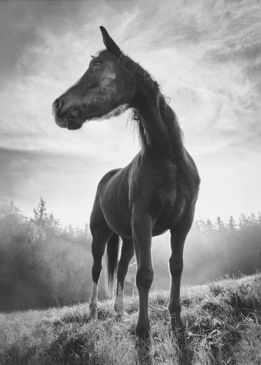 Pferd mit Hintergrundbeleuchtung | Leinwand