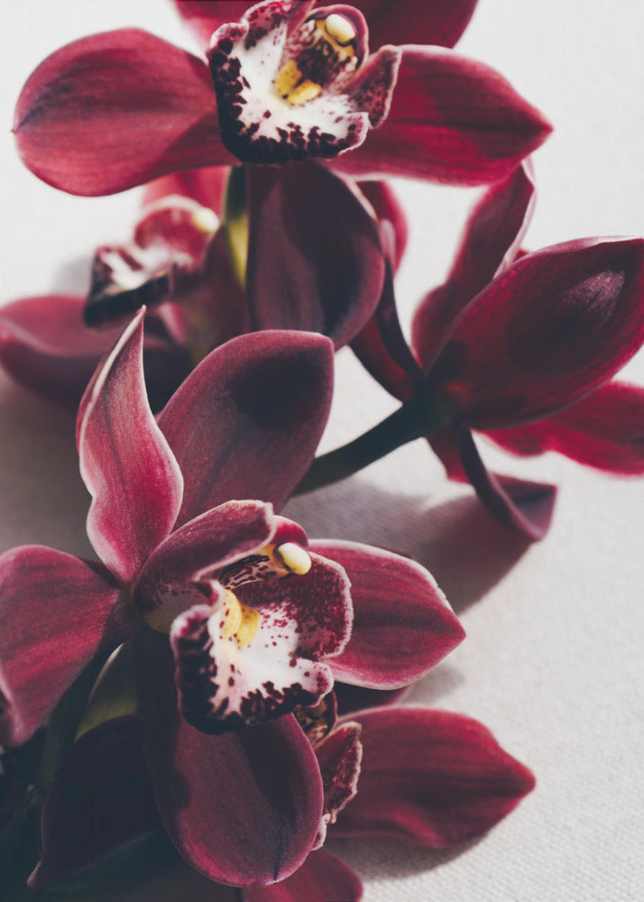 Rote Orchideen mit zarten Blütenblättern | Poster