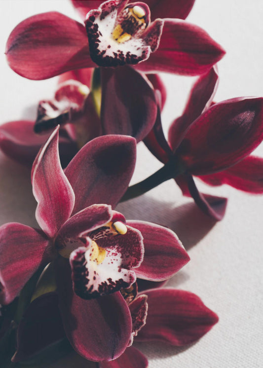 Rote Orchideen mit zarten Blütenblättern | Poster