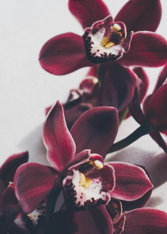 Samt-Orchidee-Dämmerung | Poster
