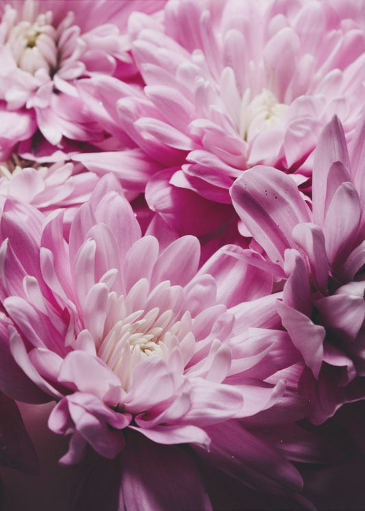 Leuchtend rosa Chrysanthemenblüten | Leinwand