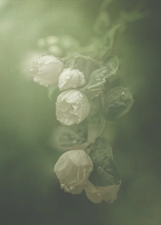 Jasmin | Poster