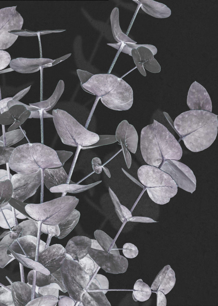 Eukalyptus_Negativ_003 | Poster