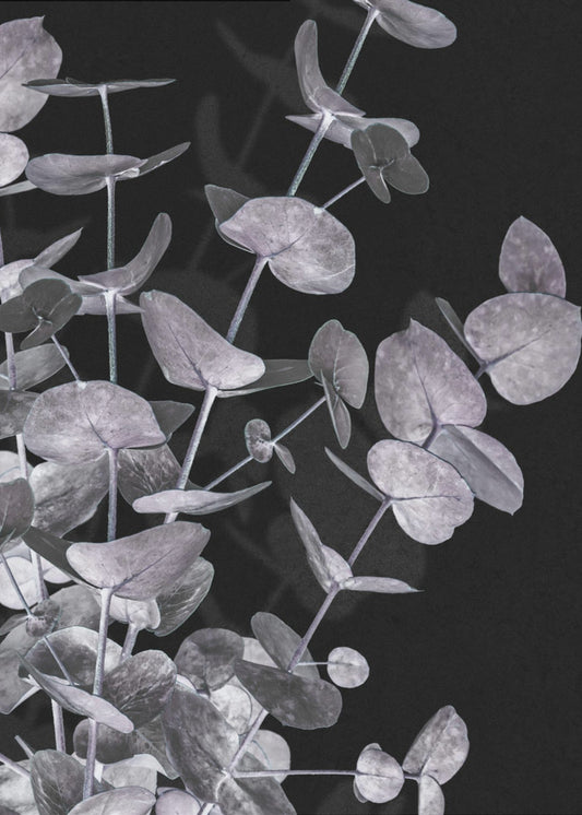 Eukalyptus_Negativ_003 | Poster