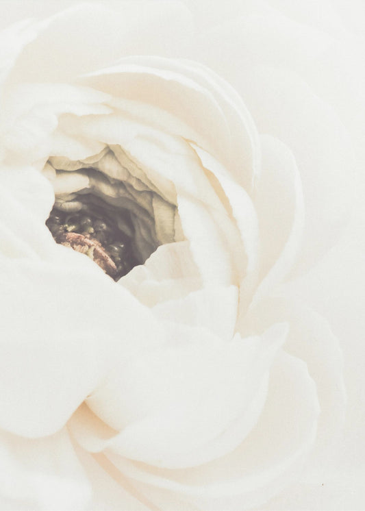 Weiße Blume 01 | Poster