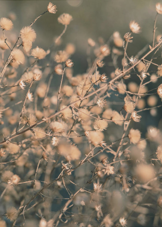 Strandblumen_003 | Leinwand