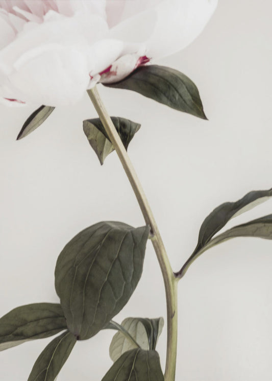 Peony 09 | Canvas