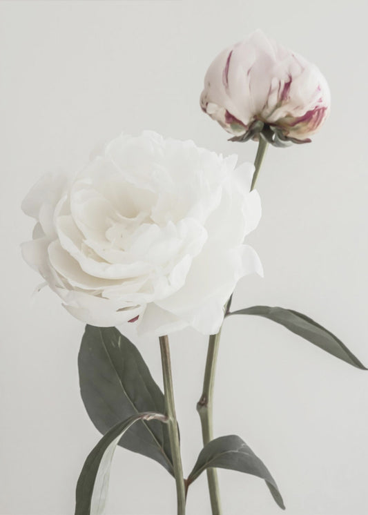 Peony 12 | Canvas