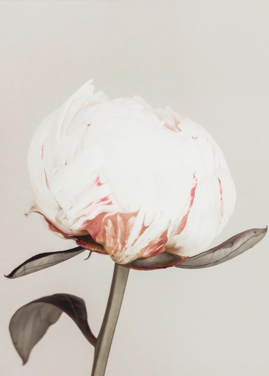 Peony 13 | Canvas