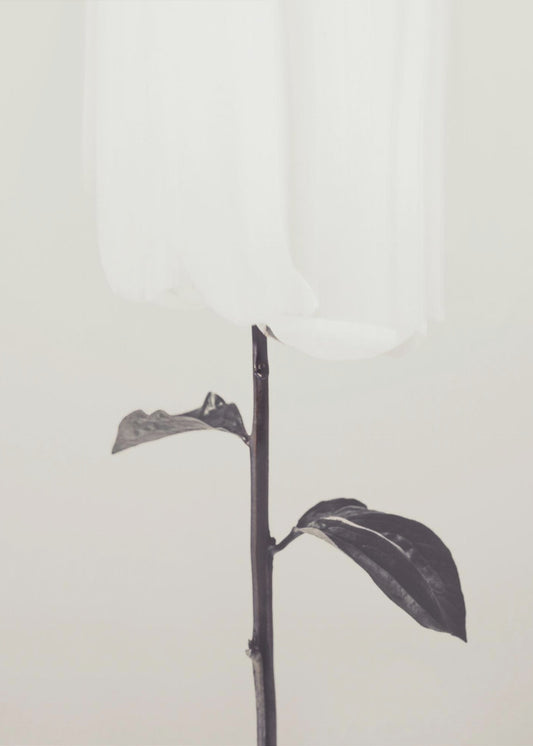 Peony 18 | Canvas