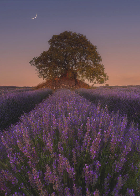 Lavendel und Mond | Leinwand