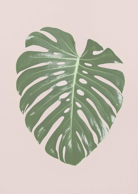 Monstera Blatt Blush | Poster