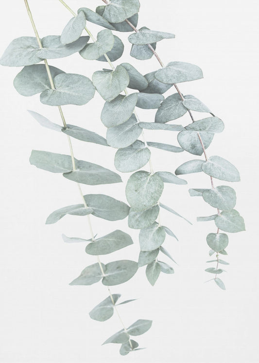 Eukalyptus I | Poster