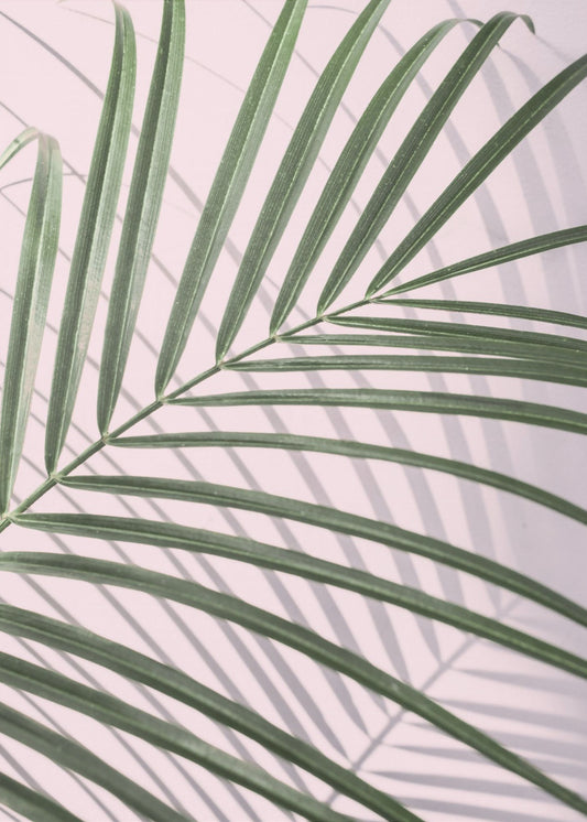 Palmblattschatten | Leinwand