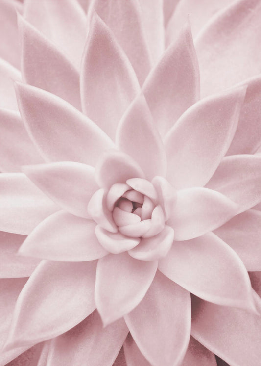 Rosa Sukkulente | Leinwand