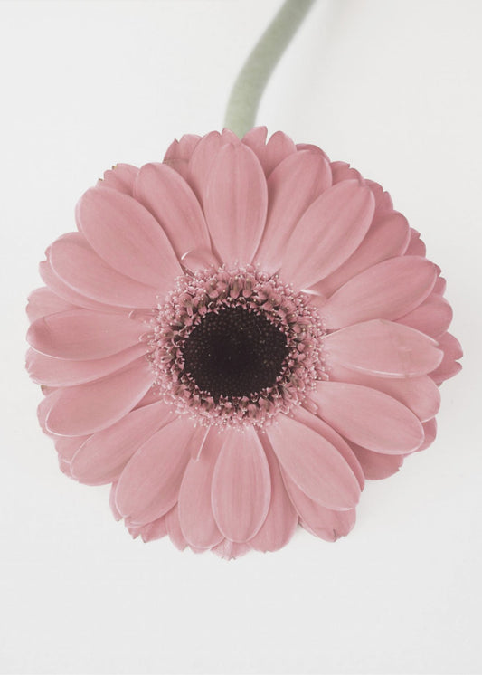 Rosa Gerbera II | Leinwand