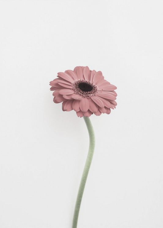 Rosa Gerbera | Leinwand