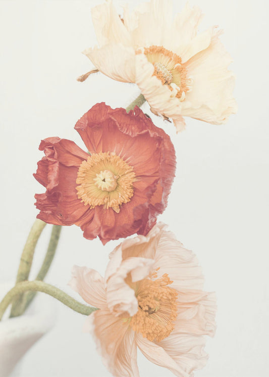 Mohnblumen | Leinwand