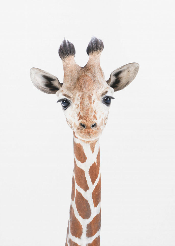 Baby-Giraffe | Poster