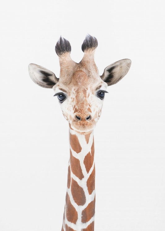 Baby Giraffe | Leinwand