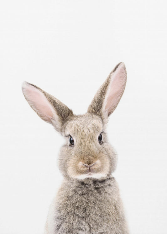 Baby-Kaninchen | Poster