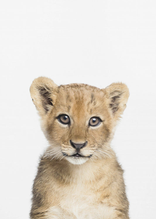 Baby Löwe | Poster