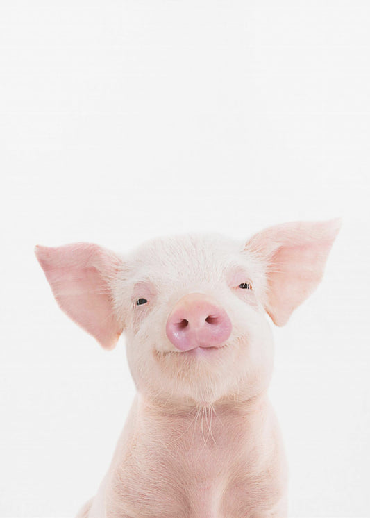 Babyschwein | Leinwand